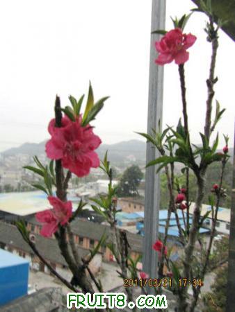 IMG_7329.JPG