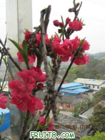 IMG_7333.JPG