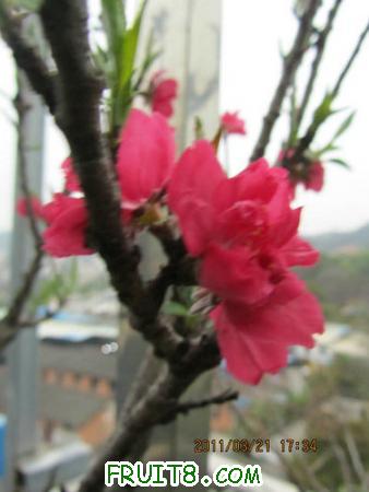 IMG_7332.JPG