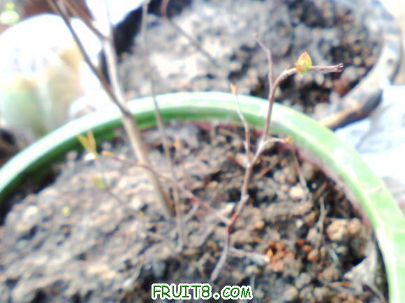 IMG0351A.jpg