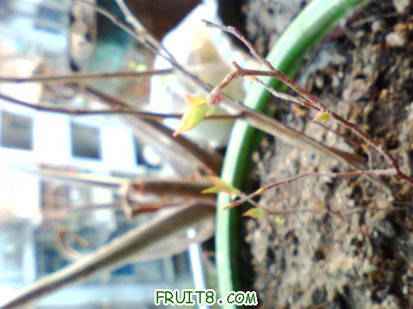 IMG0355A.jpg