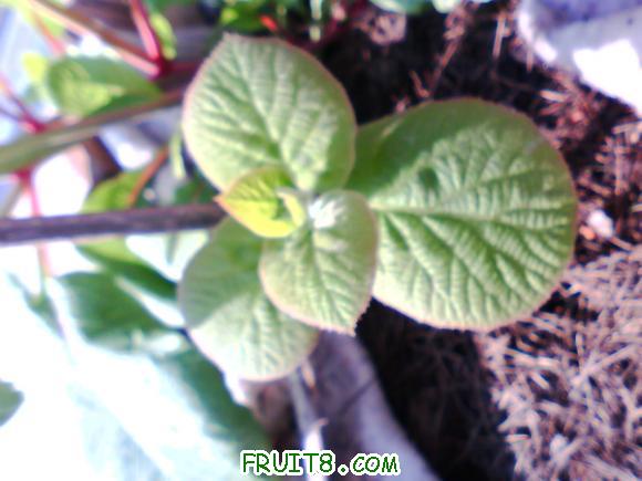IMG0369A.jpg