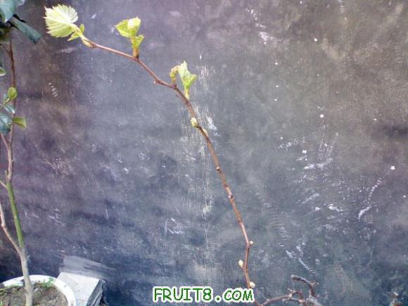 20110406184.jpg