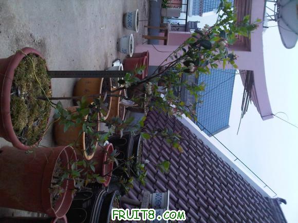IMG00261-20110407-0700.jpg