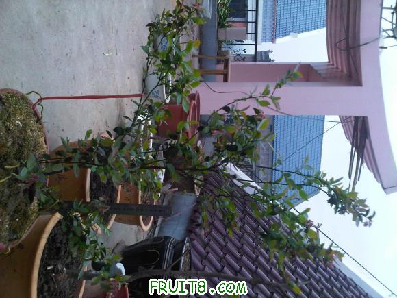 IMG00263-20110407-0701.jpg