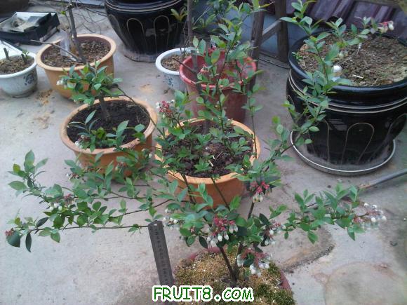 IMG00266-20110407-0703.jpg