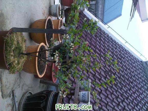 IMG00265-20110407-0703.jpg