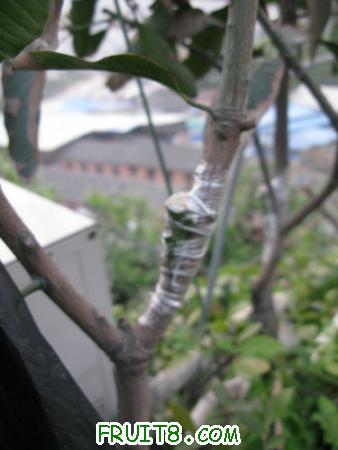 IMG_6910.JPG