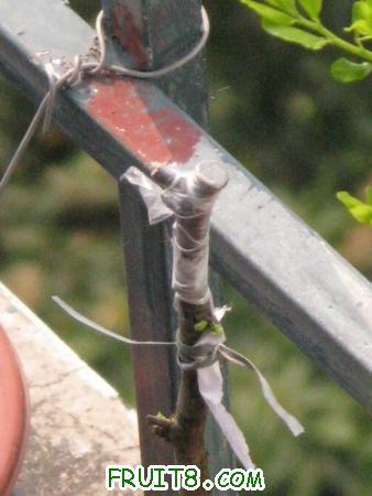 IMG_7118.JPG
