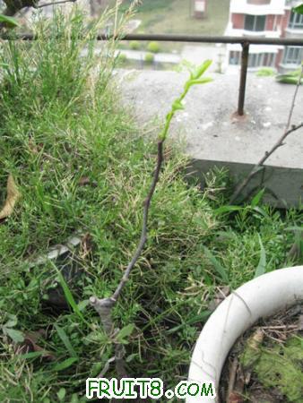 IMG_7335.JPG