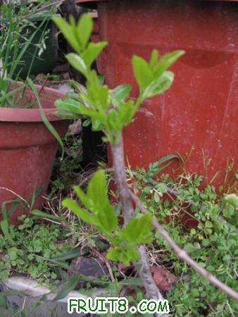 IMG_7357.JPG