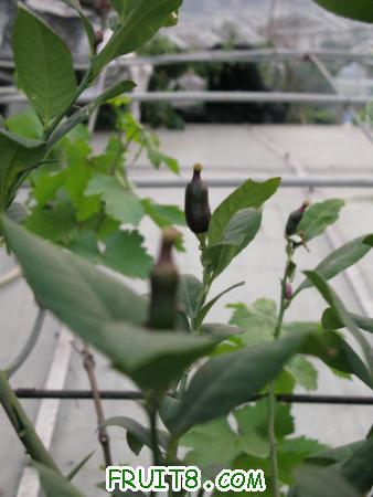 IMG_7274.JPG