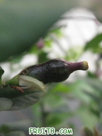 IMG_7278.JPG