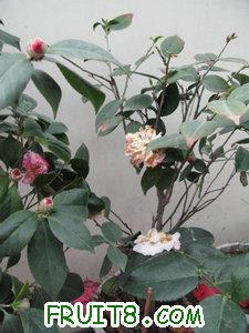 IMG_5119.JPG