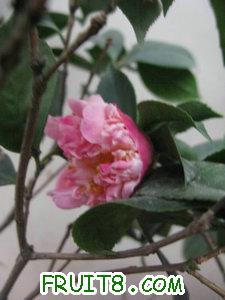 IMG_5118.JPG