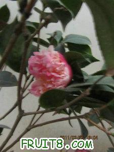 IMG_8585.JPG