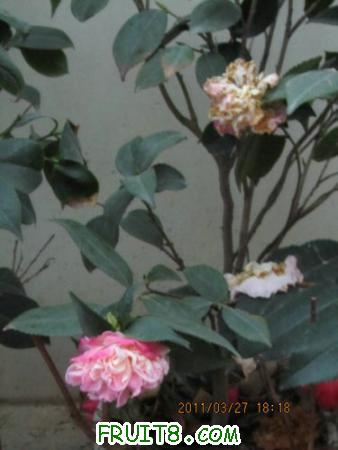 IMG_9011.JPG