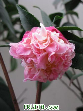 IMG_5205.JPG