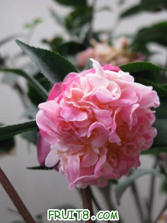 IMG_5206.JPG