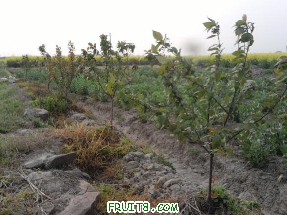 Ƭ-0082.jpg