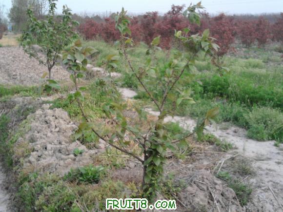 Ƭ-0076.jpg