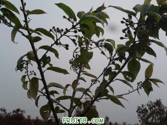 Ƭ-0075.jpg