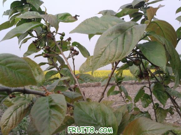 Ƭ-0078.jpg