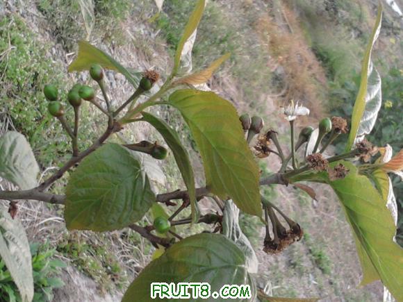 Ƭ-0072.jpg