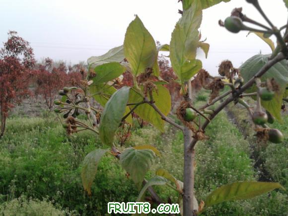 Ƭ-0077.jpg