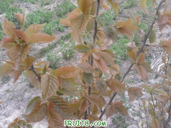 Ƭ-0021.jpg