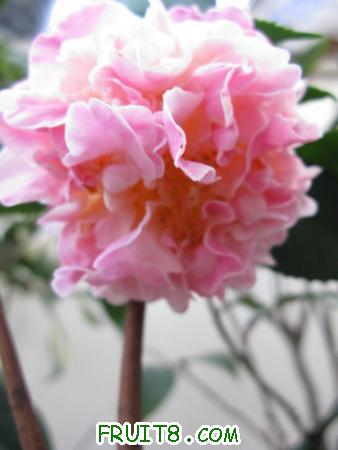 IMG_5410.JPG