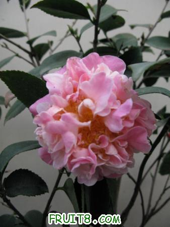 IMG_5548.JPG