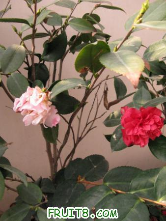 IMG_7181.JPG