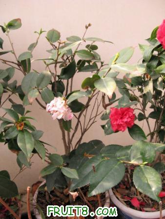 IMG_7180.JPG