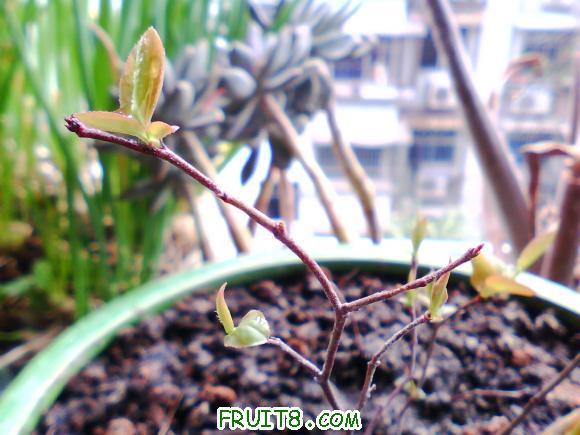 IMG0407A.jpg