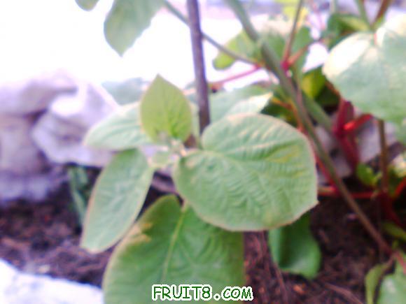 IMG0410A.jpg