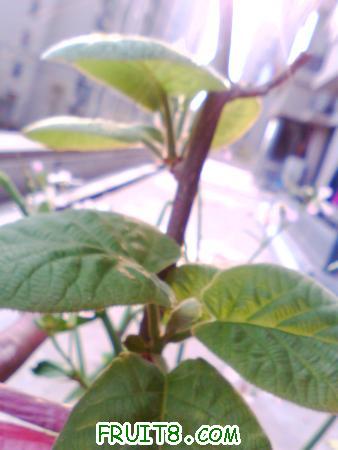 IMG0411A.jpg