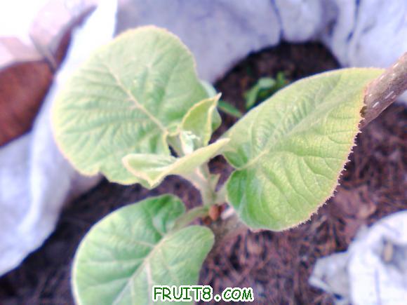 IMG0414A.jpg