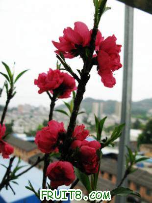 IMG_5226.JPG