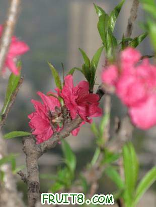 IMG_5249.JPG