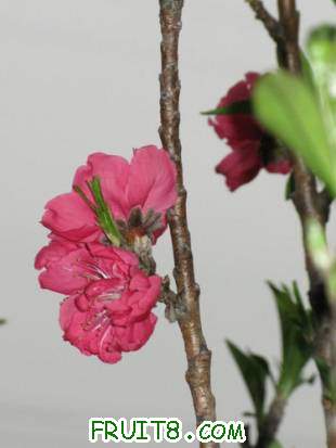 IMG_5250.JPG