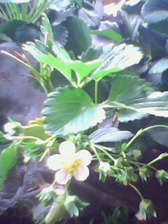 IMG0107A.jpg