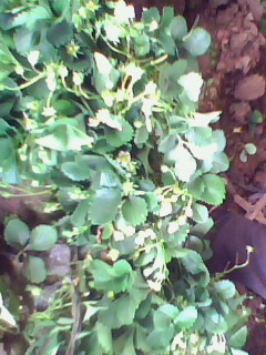 IMG0108A.jpg