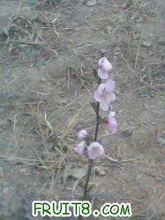 IMG0037A.jpg