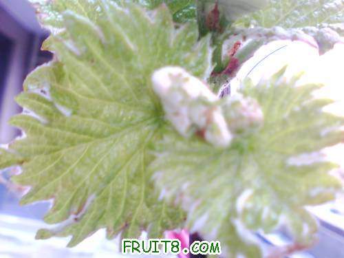 IMG0454A.jpg
