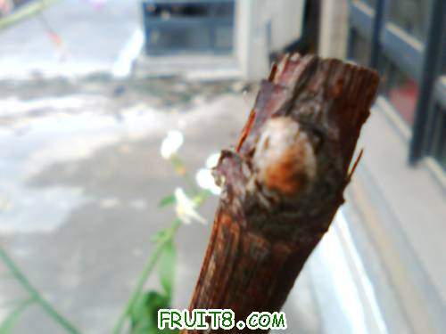 IMG0455A.jpg