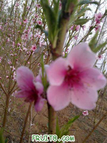 ����13�ſ���״ (С��).jpg