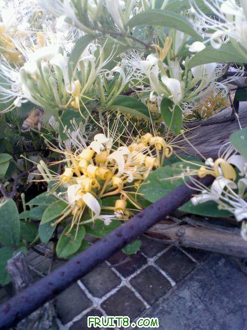 20110418074332.jpg