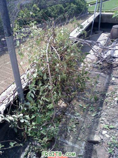 20110418131721.jpg
