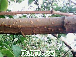 IMG0037A.jpg